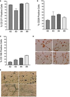 Autologous bone marrow-derived MSCs engineered to express oFVIII-FLAG engraft in adult sheep and produce an effective increase in plasma FVIII levels